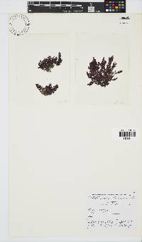 Callithamnion stuposum image