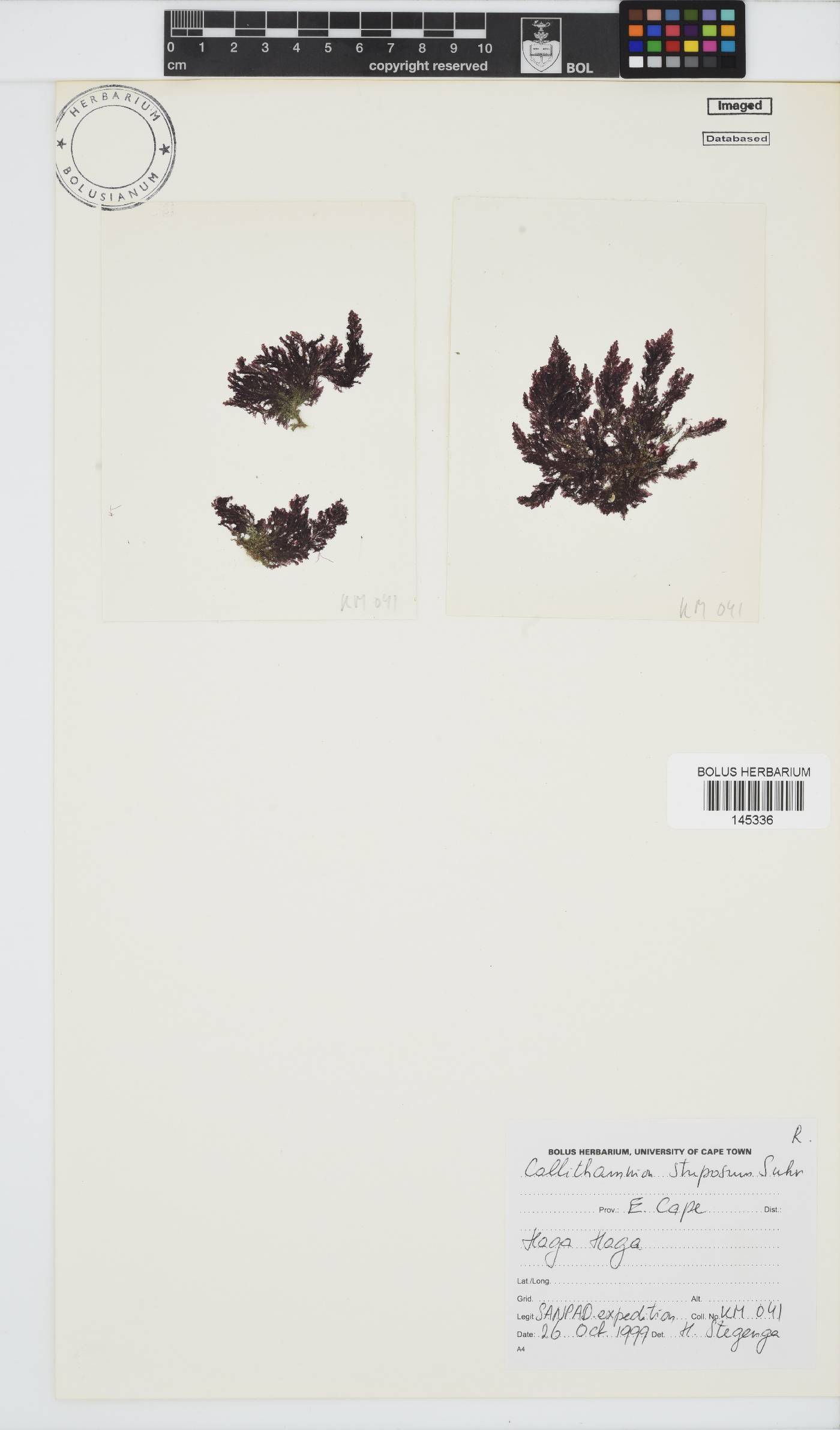 Callithamnion stuposum image