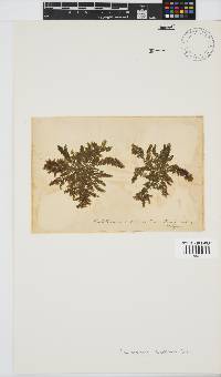 Callithamnion stuposum image
