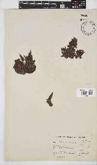 Callithamnion stuposum image