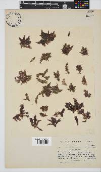 Callithamnion stuposum image