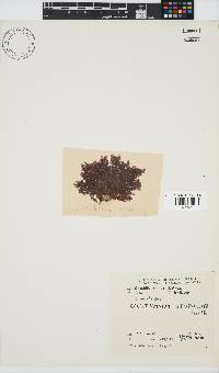 Callithamnion stuposum image