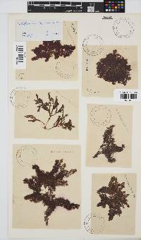 Callithamnion stuposum image