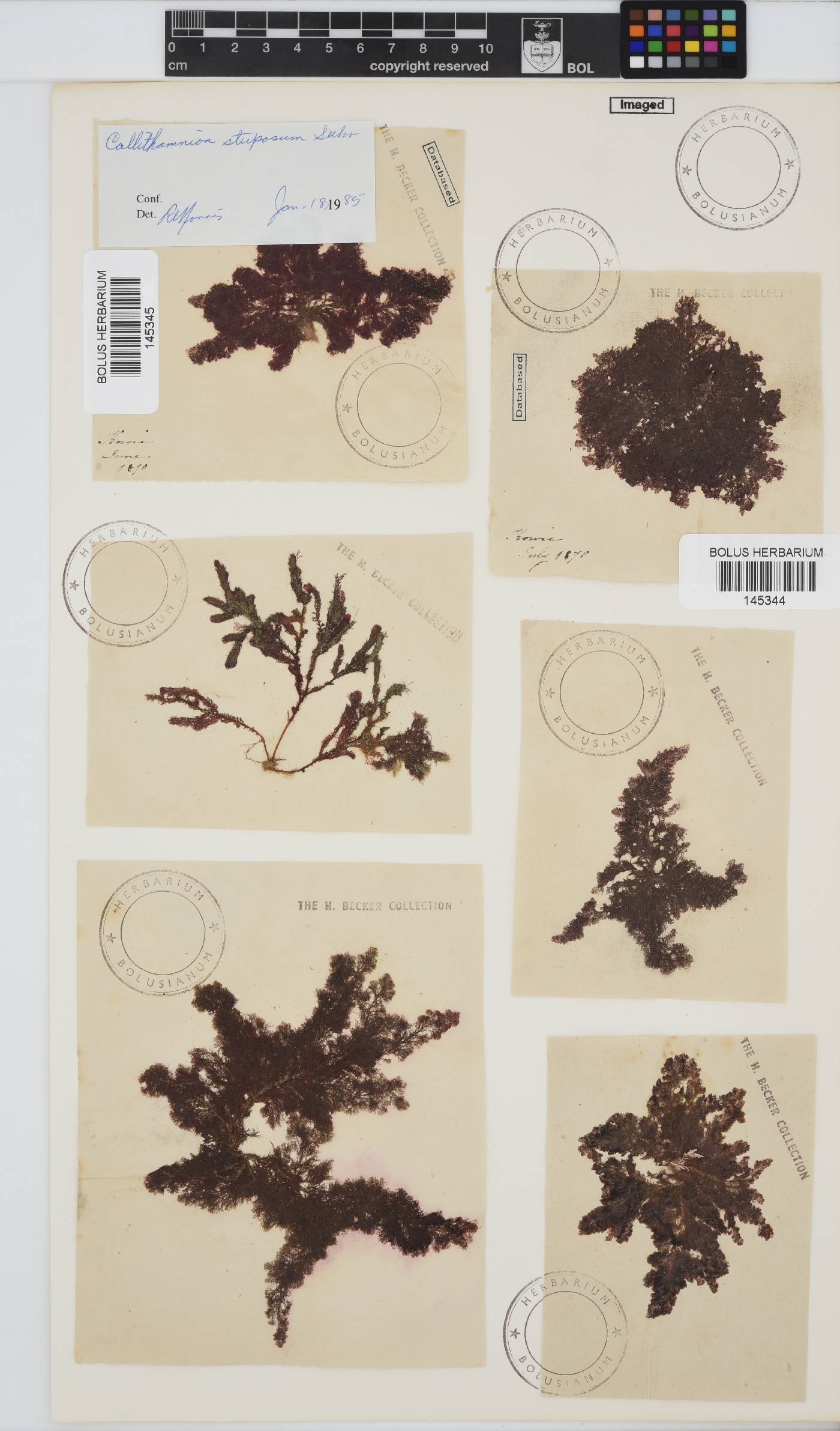 Callithamnion image