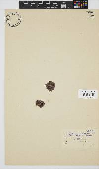 Callithamnion stuposum image