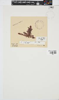 Callithamnion stuposum image