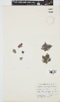 Callithamnion stuposum image
