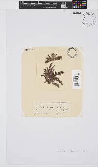 Callithamnion stuposum image