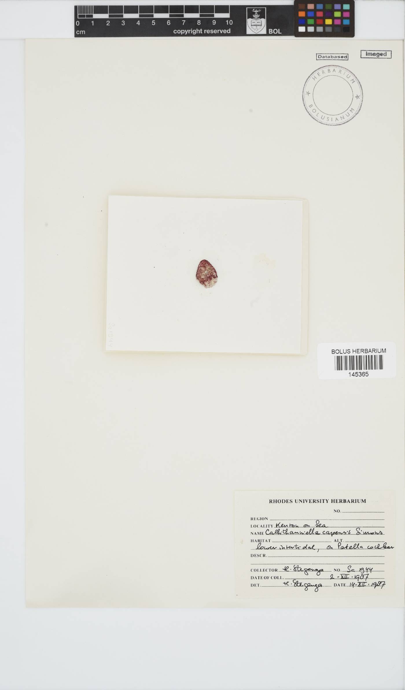 Callithamniella capensis image