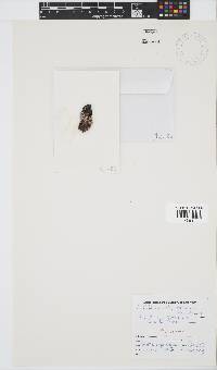Callithamniella capensis image