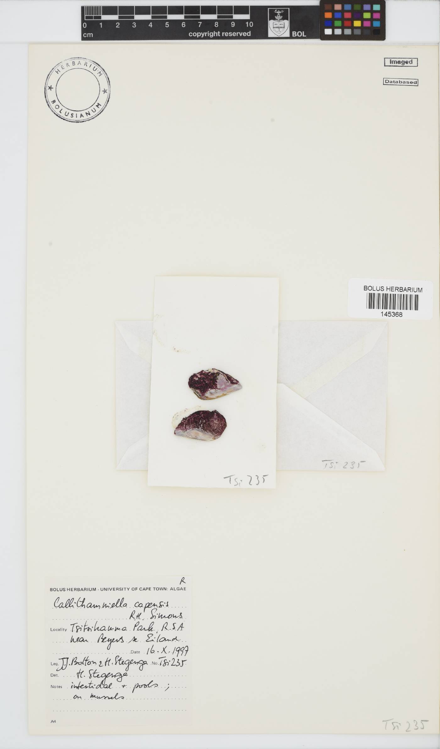 Callithamniella image