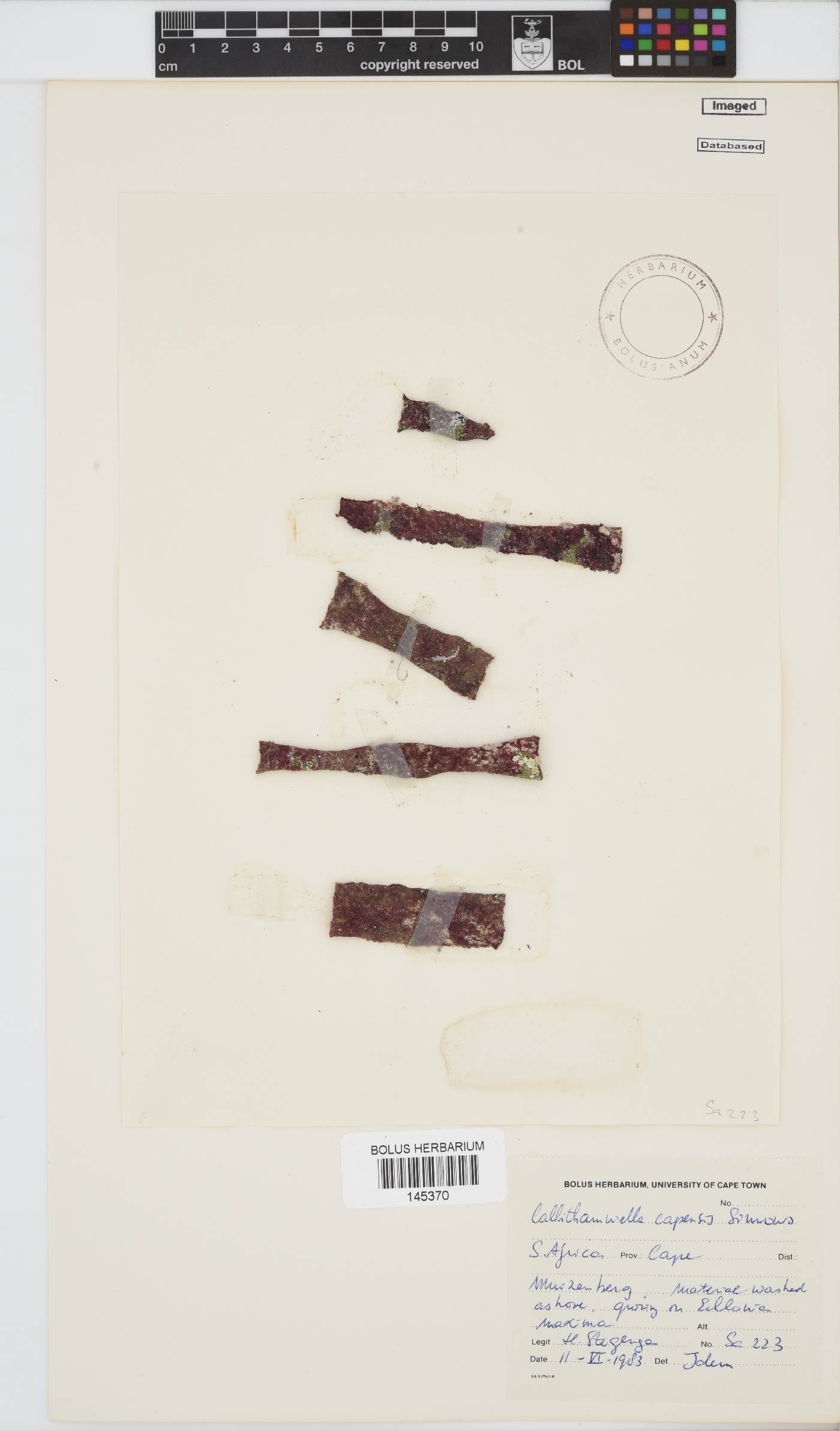 Callithamniella capensis image