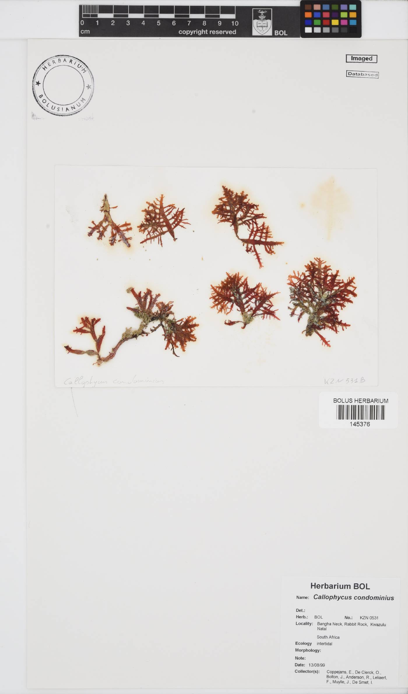Callophycus condominius image