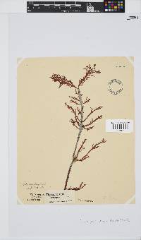 Callophycus densus image