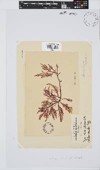 Callophycus densus image