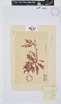 Callophycus densus image