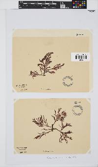Callophycus densus image