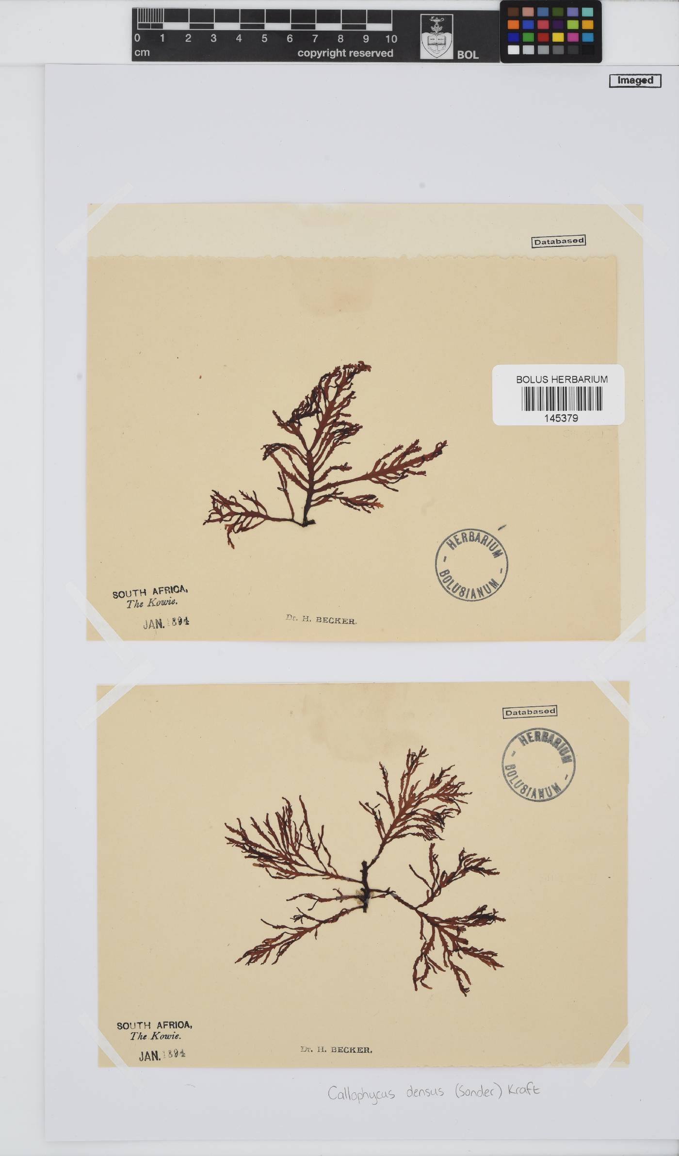 Callophycus densus image
