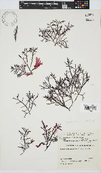 Callophycus densus image