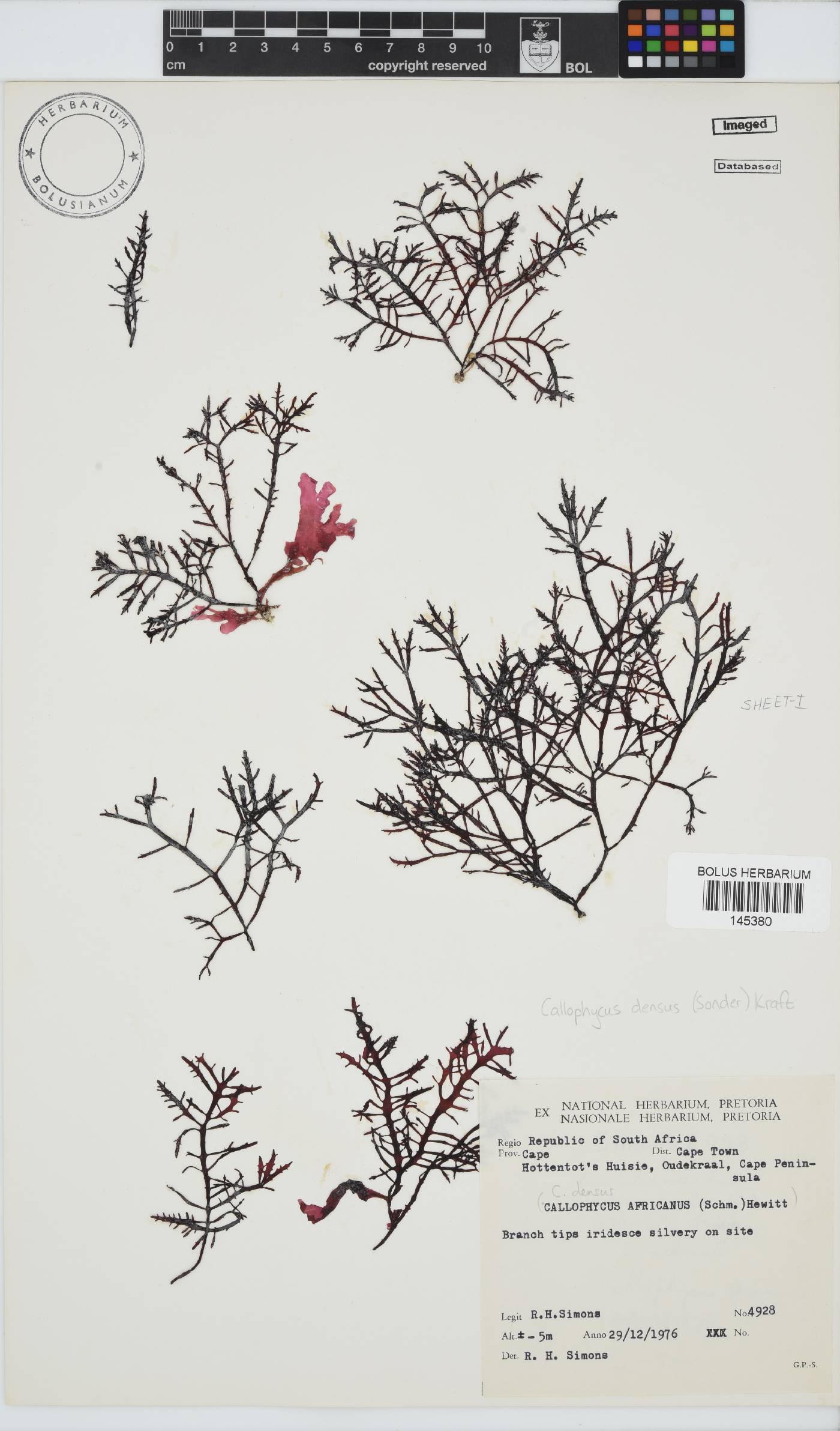 Callophycus densus image