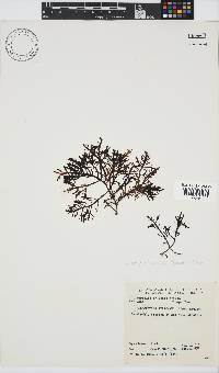 Callophycus densus image