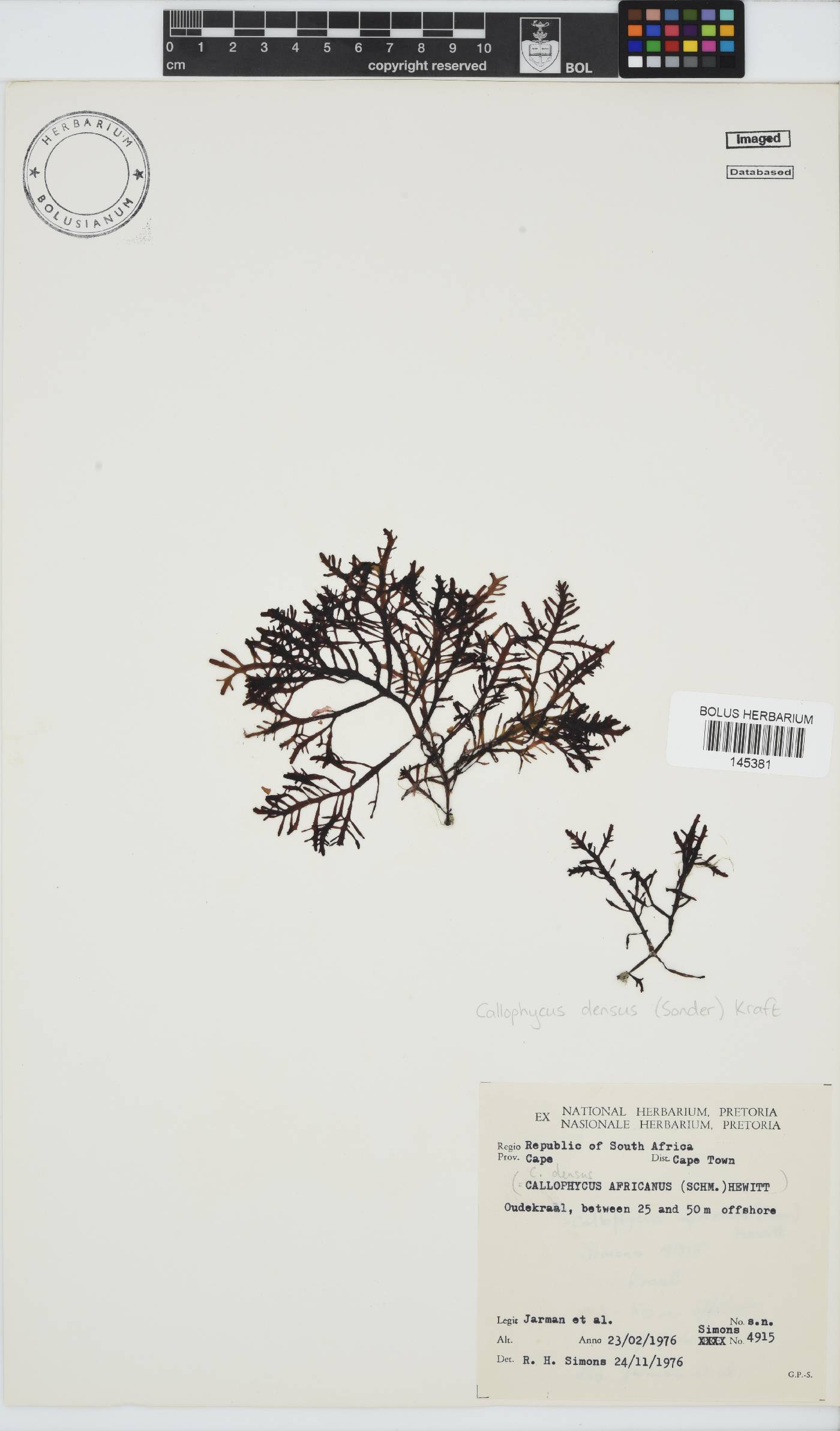 Callophycus densus image