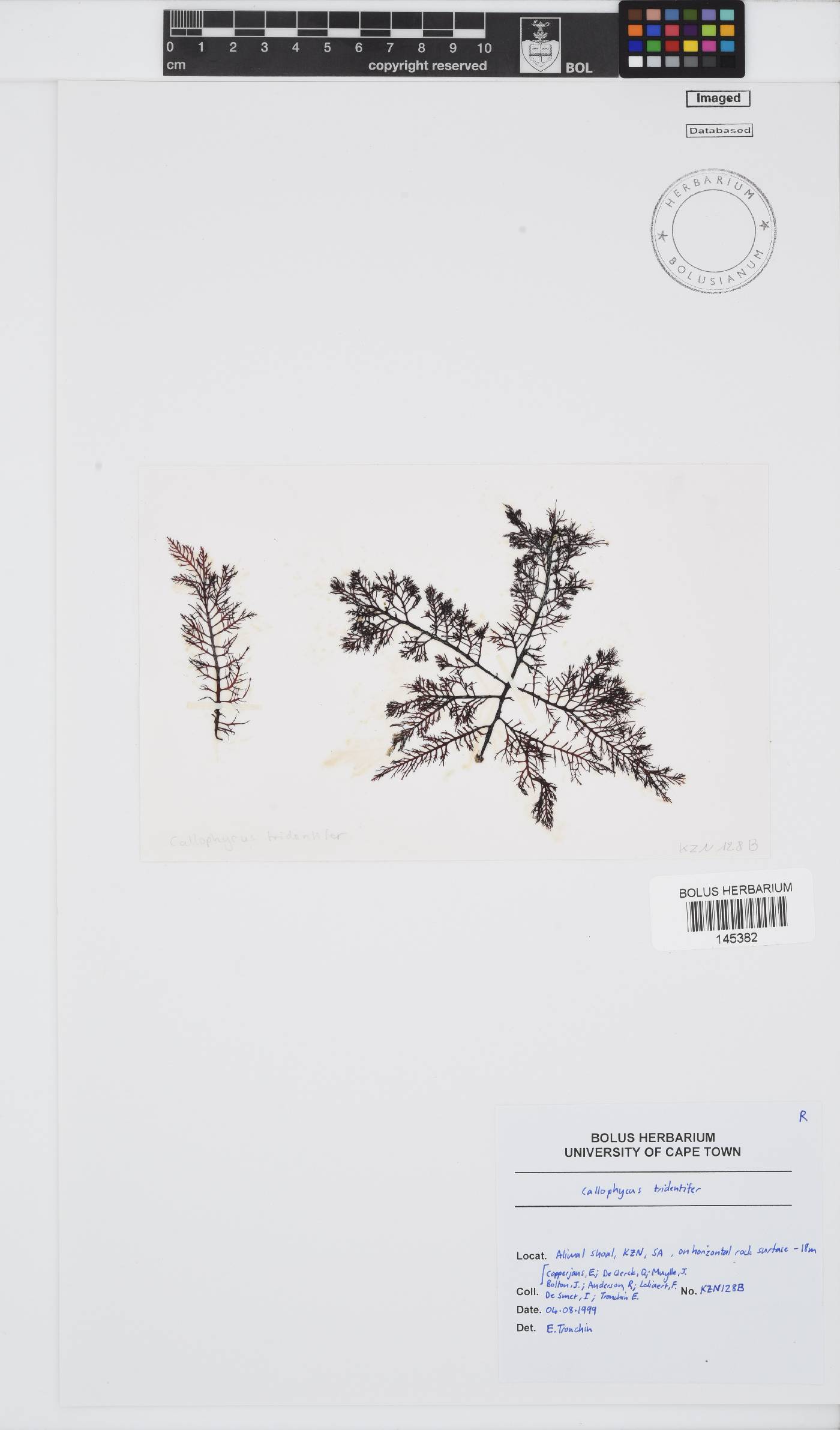 Callophycus tridentifer image