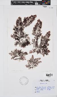 Callophycus tridentifer image