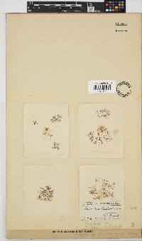 Caloglossa leprieurii image