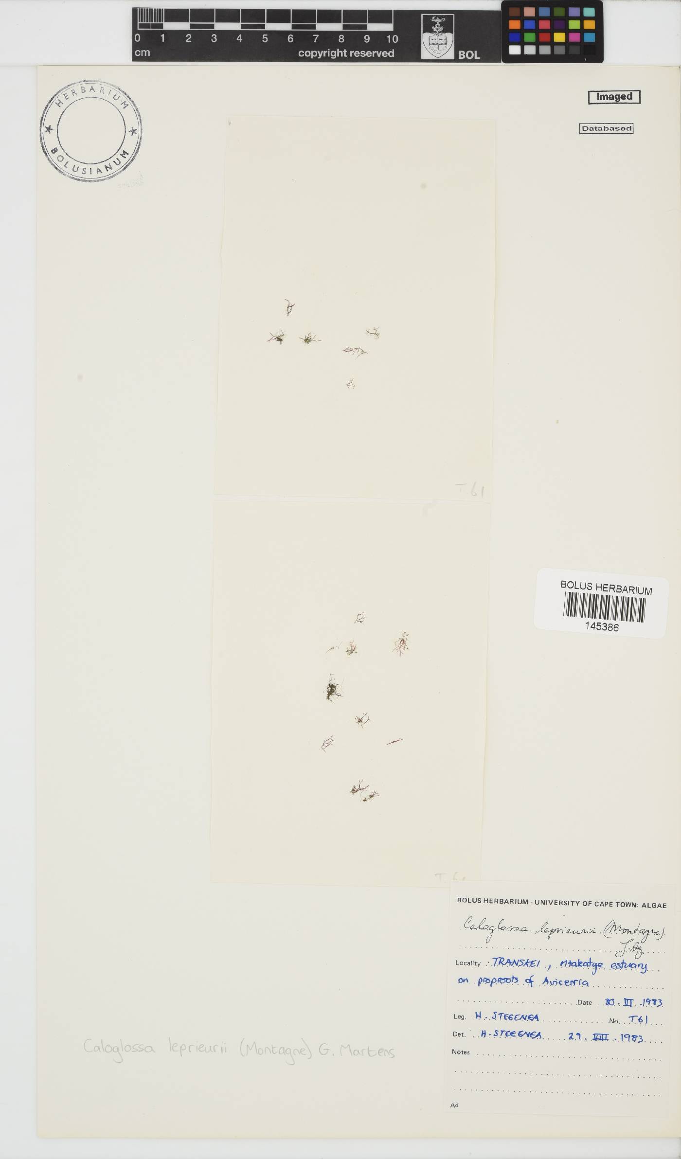 Caloglossa leprieurii image