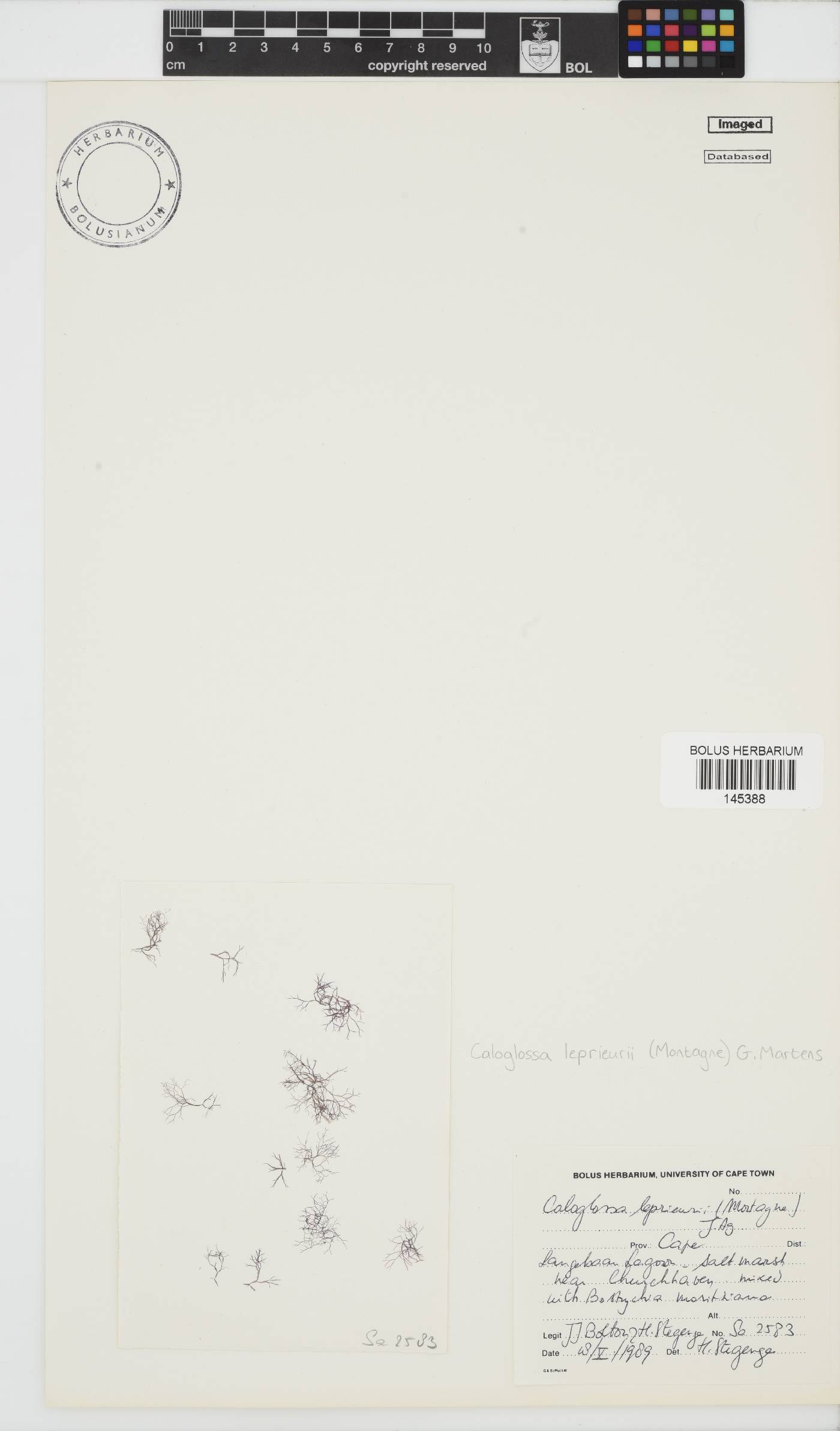 Caloglossa leprieurii image