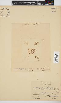 Caloglossa leprieurii image