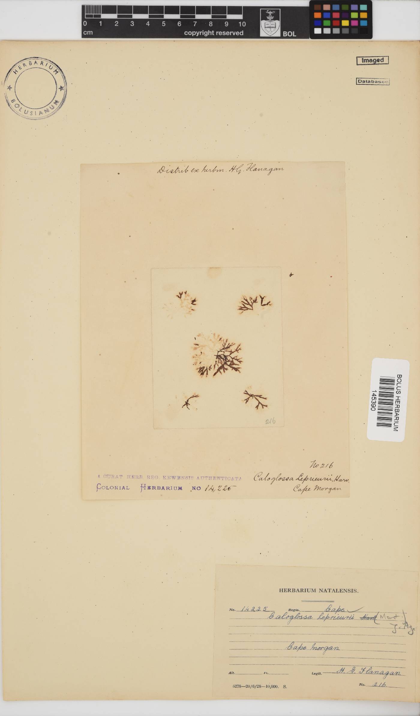 Caloglossa leprieurii image