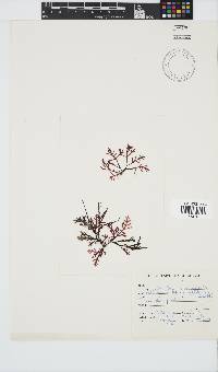 Callophycus densus image