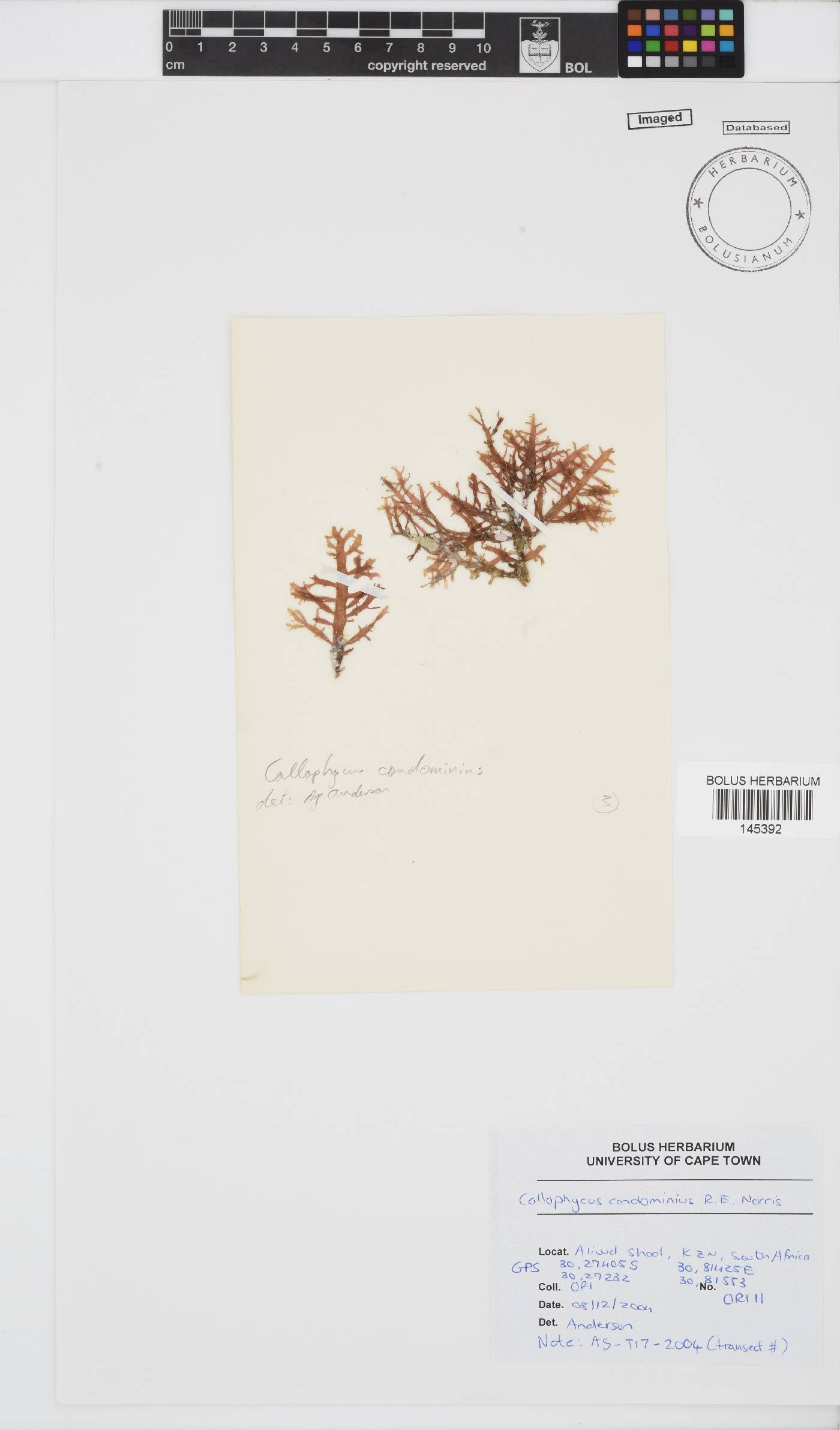 Callophycus condominius image