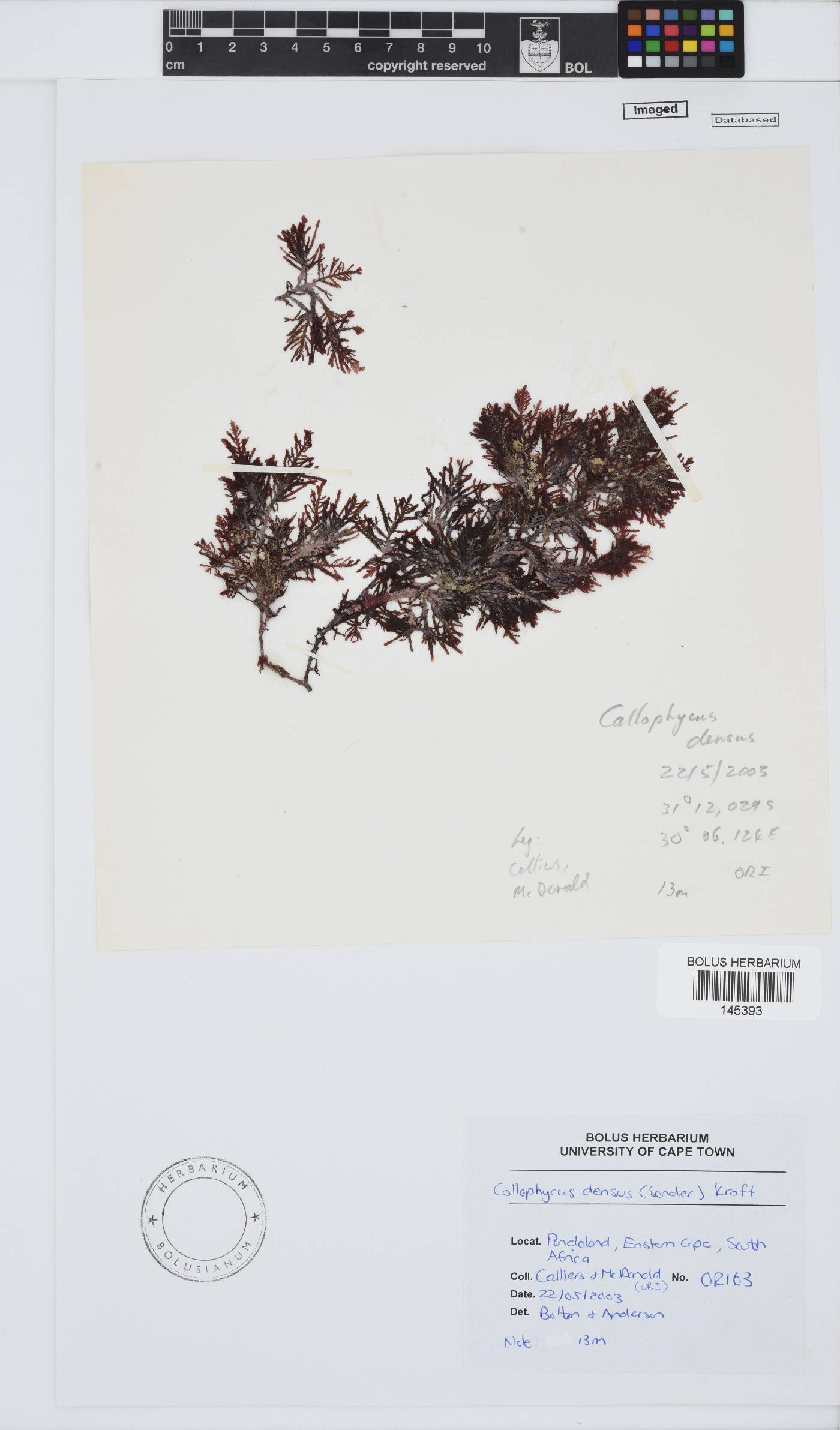 Callophycus densus image