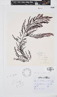 Callophycus tridentifer image