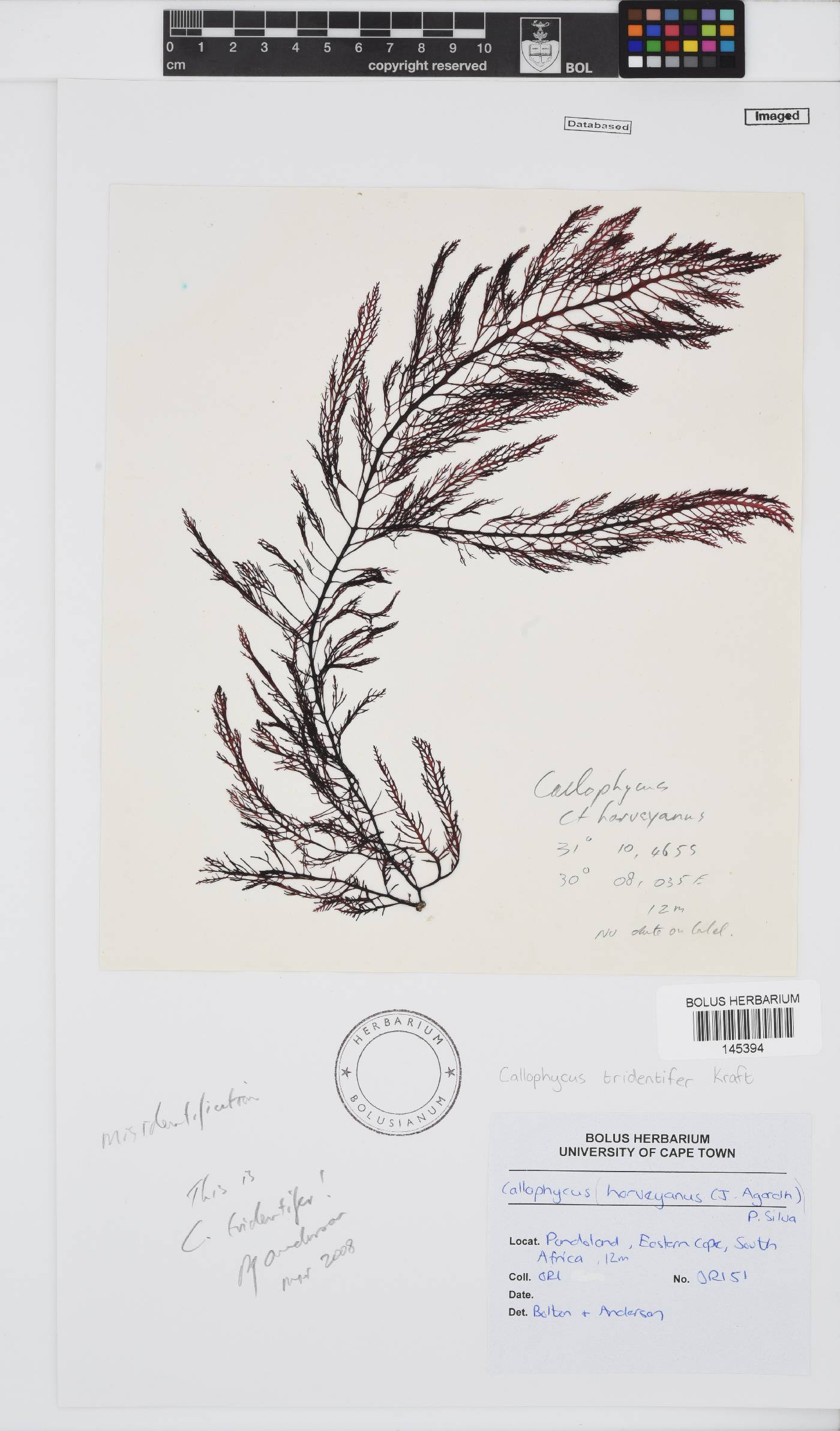 Callophycus tridentifer image