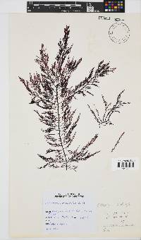 Callophycus tridentifer image