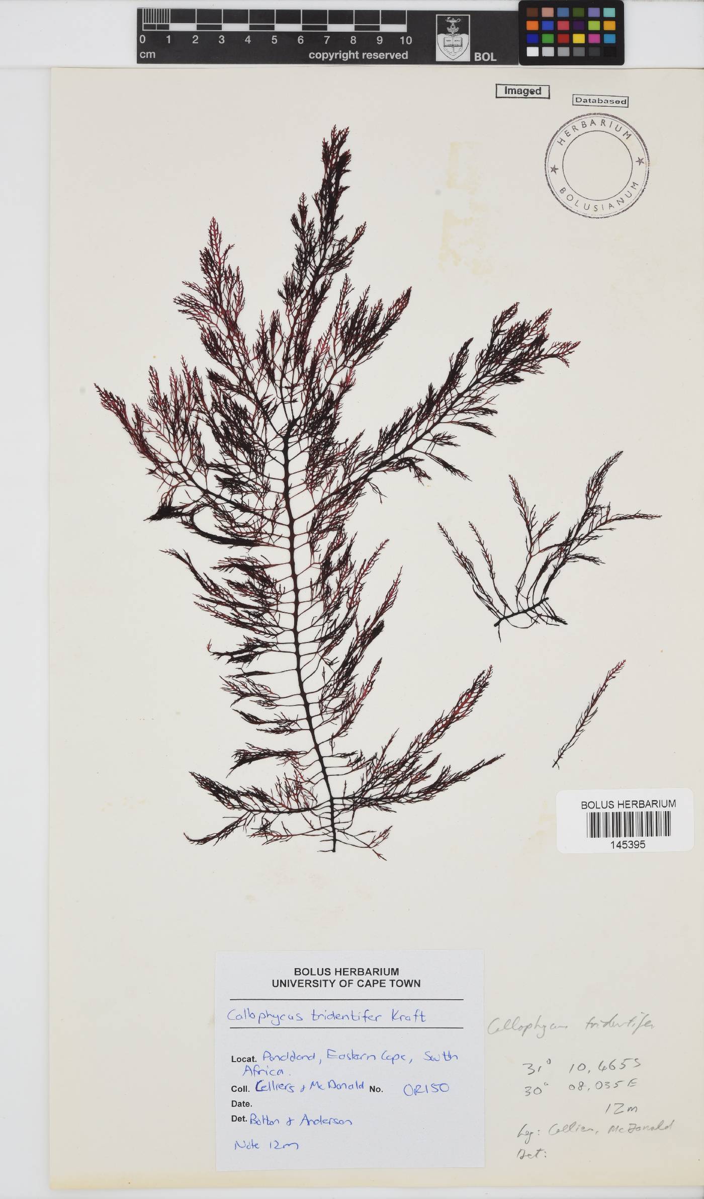 Callophycus tridentifer image