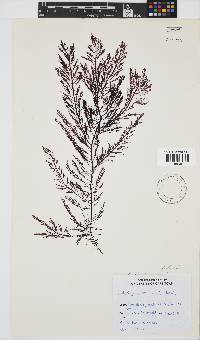 Callophycus tridentifer image