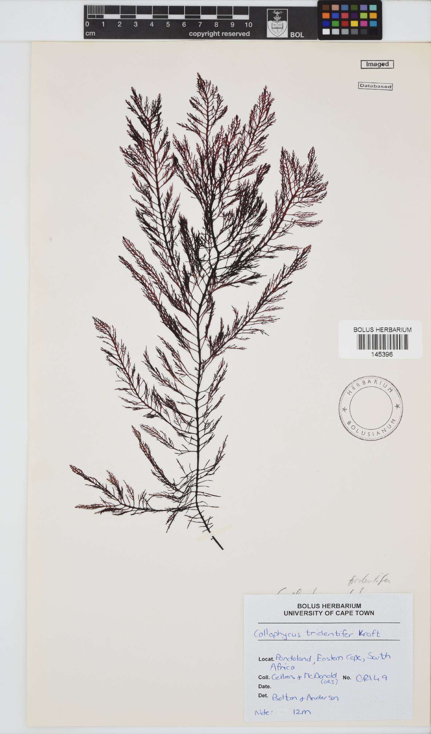 Callophycus tridentifer image