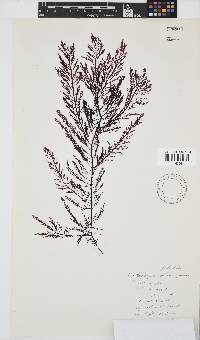 Callophycus tridentifer image