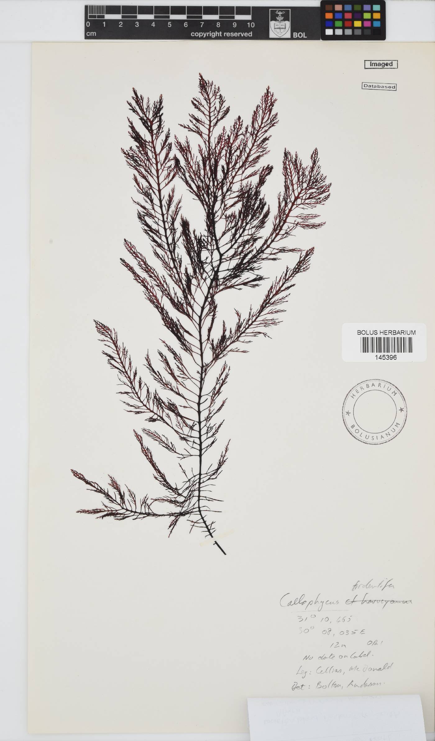 Callophycus tridentifer image