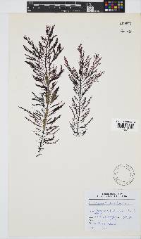 Callophycus tridentifer image