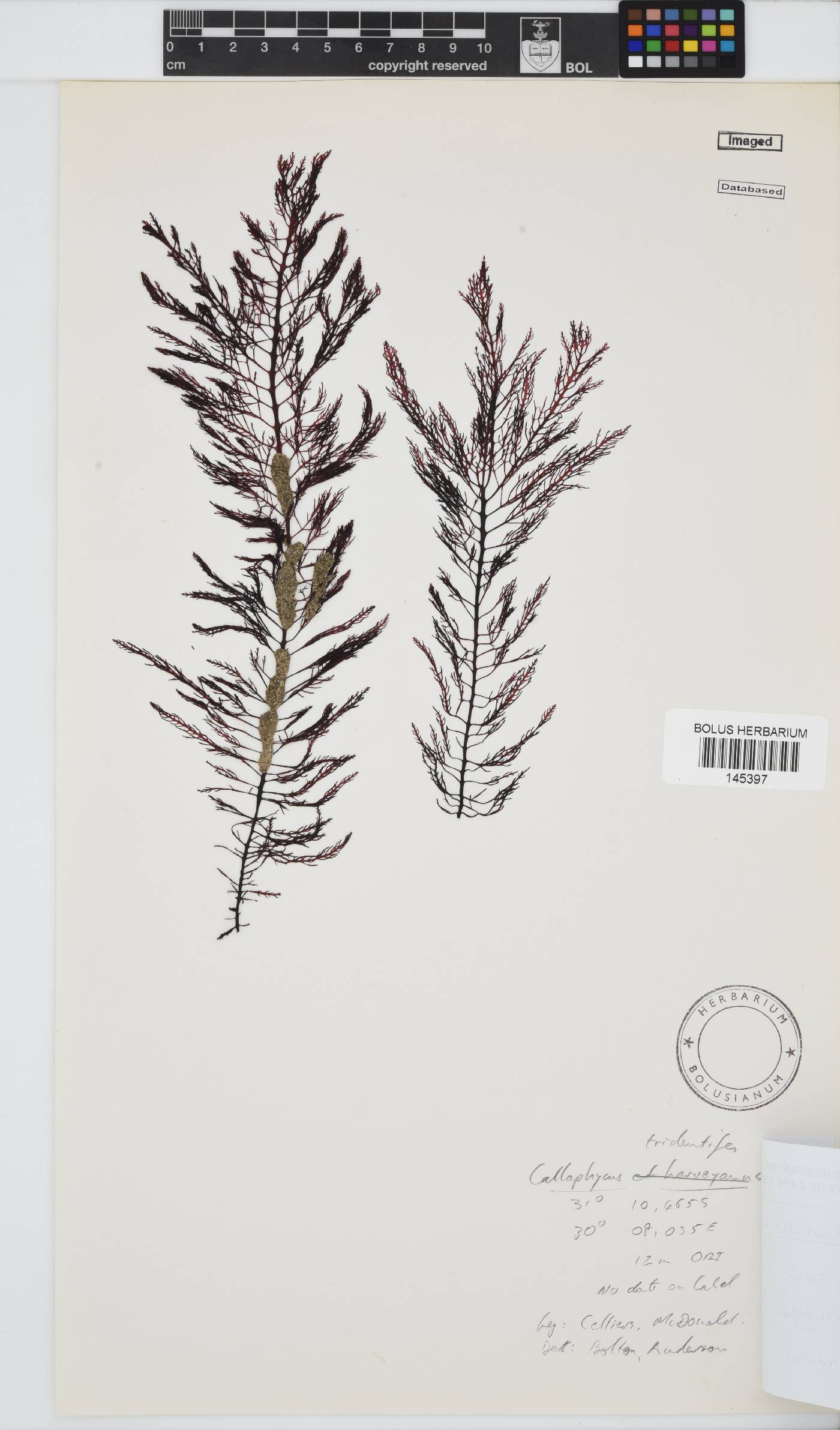 Callophycus image