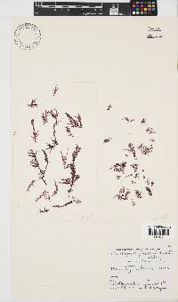 Carpoblepharis flaccida image
