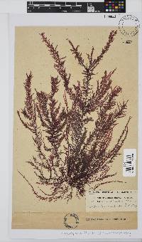 Carpoblepharis flaccida image