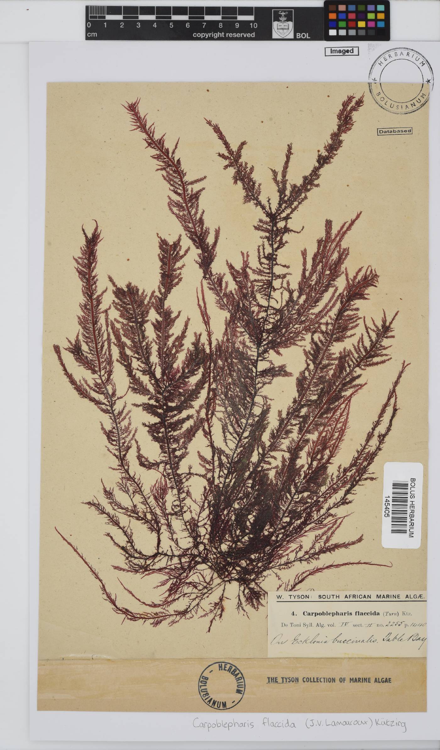 Carpoblepharis image
