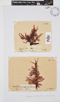 Carpoblepharis flaccida image